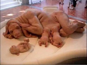 Kumpulan anjing aneh banget - Collection of weird dog