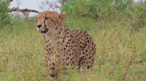 Hungry cheetahs hunting impala in the African Bush Kingdom, KNP 🇿🇦 #AfricanBushKingdom | African Bush Kingdom