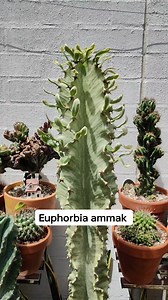 Huge and the tallest among my plant collection. 🌵: euphorbia Ammak #bikolanahardinera #euphorbia #plantsmakepeoplehappy #succulentgarden #succulents #succulentlover #garden #gardendesign #cactus | Bikolanahardinera