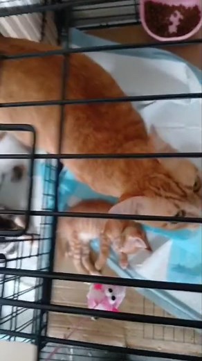 We’re a free-roaming mini shelter where our cats can move around freely and feel at home, not trapped or confined. Currently, we have four rooms and every single one is fully occupied: 🐾 Two rooms are for mommies and their kittens. 🐾 One room houses cats that need to be separated from the rest for various reasons. 🐾 And the last room is where Mages sleeps, sharing the space with a few of our furry residents. As much as we want all of them to roam freely, some of our rescues sadly have to be c