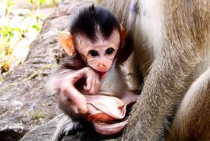 Happy Beautiful baby Beau show Mom full milk now Babbie bring baby forage more | Animals JoJo Family