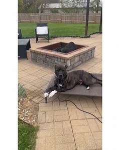 Adoptable Duke (who has a sponsored adoption fee!) loves to run around and play outside, but this guy has also shown us that he likes to be a couch potato and snuggle! He has been spending a couple of days here and there with a temporary foster who is working with him on slowing his mind down and the improvements he is making are incredible. But what we want to point out is that Duke is improving WHILE he is in the shelter...just imagine the things he could accomplish if he was adopted and didn'