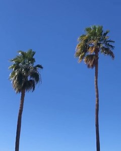 Palm trees #SaudiArabia | Lovin Saudi Arabia