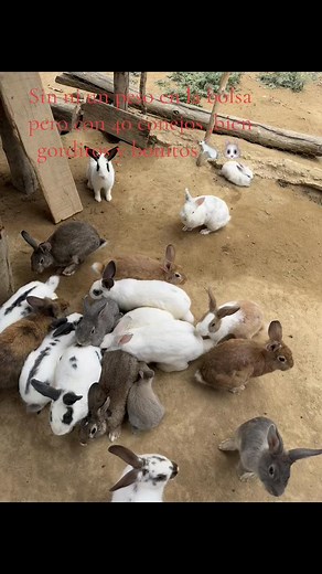 40 conejos en el corral: cómo cuidarlos con poco dinero