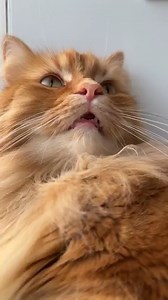 34K views · 2.3K reactions | Happy Friday! #TGIF - Live Stream | The Oreo Cat | Facebook