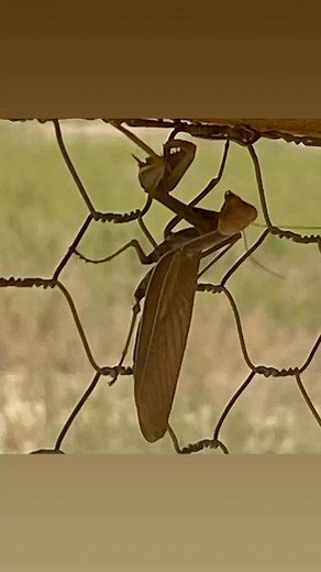 Prey Pray #praymantis | Kristi Swango Goodman