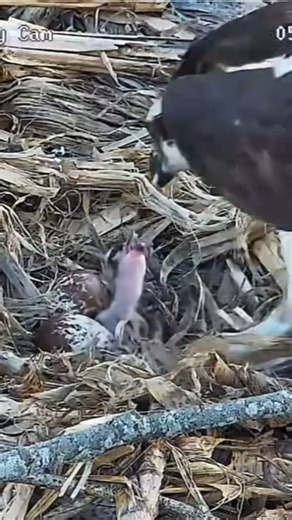 13K views · 330 reactions | See the new chick at the Moraine Osprey nest live stream! #osprey #nest #livestream | PixCams | Facebook
