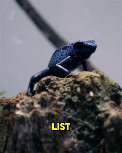 Wickens Wicked Reptiles on Reels