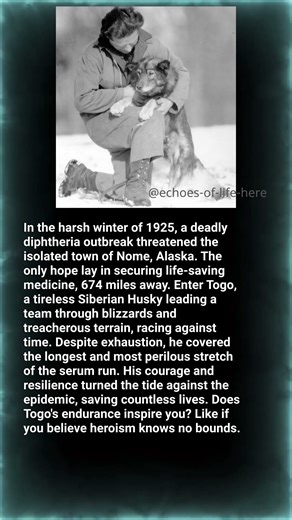 Togo's Impossible Journey — The Sled Dog that Saved a Town