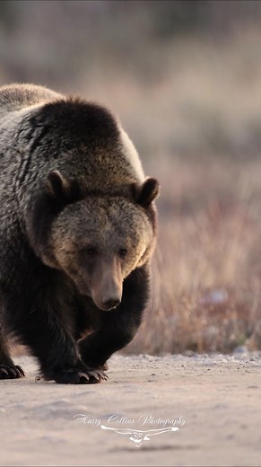11K views · 525 reactions | Grizzly Bear in Grand Teton National Park, Wyoming | Harry Collins Photography | Facebook