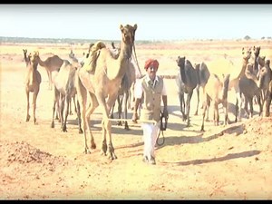 Krishi Darshan - Camel Farming Promo