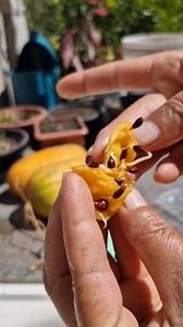 Como germinar sementes de pera e de maçã? | Danyfelix