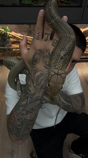 Rey Puente on Instagram: "My FAV King 🐍 #fyp #wildlife #snake #reptile #tattoo #kingcobra"