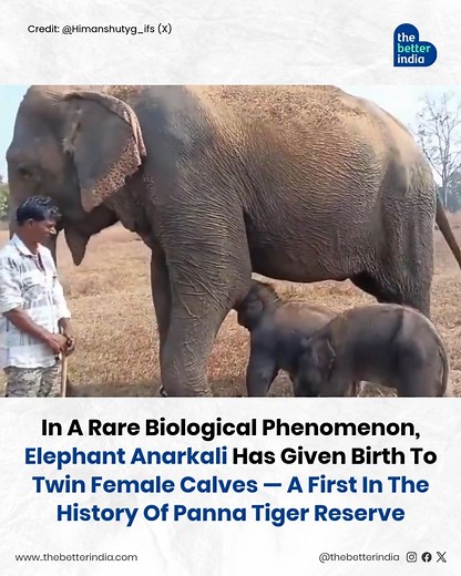 645K views · 9.7K reactions | In the quiet forests of Panna Tiger...