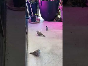 Hawaii Zebra doves mating and doing courtship behavior on the lanai!