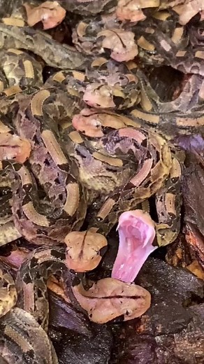 Discovering the Unique Gaboon Viper Facts