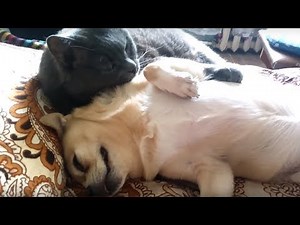 Cat defies stereotypes, gives doggy loving bath