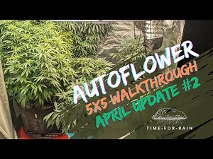 Weekly Autoflower 5x5 Grow Tent Walkthrough: Cannabis Plant Progress