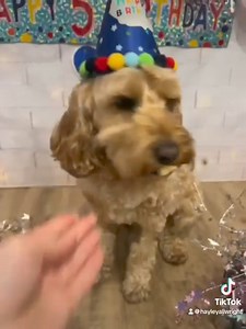 Teddy the Cockapoo will be five at the weekend and he celebrated with us at daycare today. Teddy loves to start the morning with a dawn chorus of howls. He truly channels his inner wolf. He always has plenty of takers to join him and the first to pipe up is his brother Dexter. Teddy enjoys playing with his mates Molly, Buster, Buddy and Bellatrix and then cuddling with them for a snooze in the afternoon. His best human at daycare is Rachel and he will literally push dogs of her knee to squeeze h