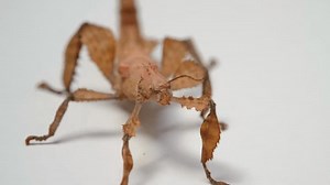 Spiny Leaf Insect Extatosoma Tiaratum Giant Stock Footage Video (100% Royalty-free) 3443429669 | Shutterstock