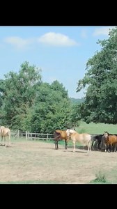 Liebe Freunde, viel Spaß mit mit meinem Musikvideo. 💕 👉 JETZT die neue CD Box "Heintje und Ich - Gold" GRATIS Fanschal & Fantasse bestellen: https://bit.ly/3nL4RKr Liebe Grüße Euer Hein | Heintje & Hein Simons
