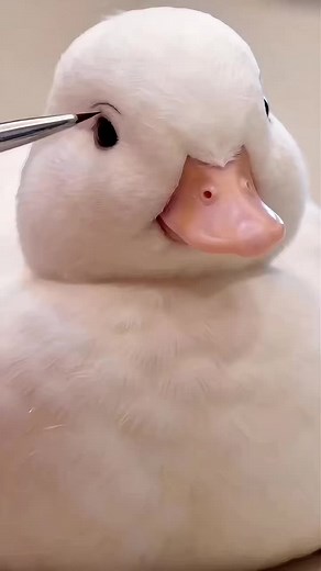 Call Duck Hatching: Adorable Little Duck Praised by Aunties