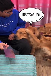 1.7K views · 163 reactions | The male protagonist plays the role of nibbling the elderly and the golden retriever protects the elderly.❤❤ #grandma #gooddog #lovedogs #Smart | DOG LOVER | Facebook