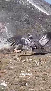 157K views · 2K reactions | Return the giant eagle to nature 礪 | Crazy Videos | Facebook