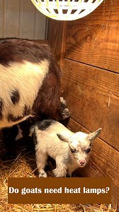 Most goats don't need a heat lamp, but it also depends on how cold it gets. Here are a few guidelines. | Thrifty Homesteader