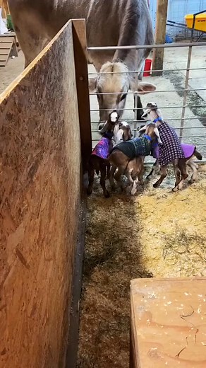 Love and kisses for everyone! 💜 #farmtok #goatsinpajamas #cowlicks #youaremysunshine | Daily Bloom