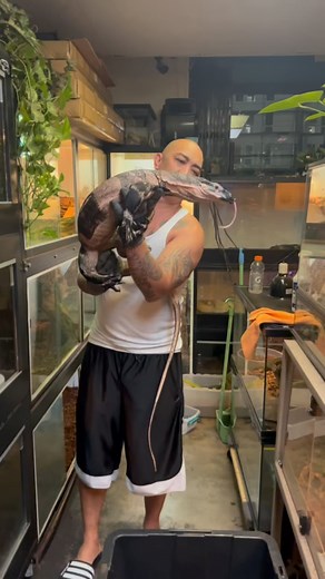 10K views · 54 reactions | Bells phase lace monitor (Varanus Varius) one of my biggest lace monitor in the shop. Named Xavior #bells #phase #lace #monitorlizards #varanusvarius #xavior #reptilesofig #lizardsofig #animal #sandmonitor #australianreptiles #fyp #trending #viral #reelsinstagram #video #followers #photooftheday #dragons #jtkreptiles | JTK Reptiles | Facebook