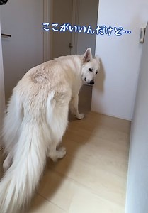 ここがいい🐻‍❄️ 大型犬の好きな場所は？🤭 #大型犬 #ホワイトシェパード #癒し #れお | dog