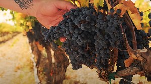 What a beautiful weekend for a drive through the vineyards. Who's up for some summer sipping? | Yakima Valley