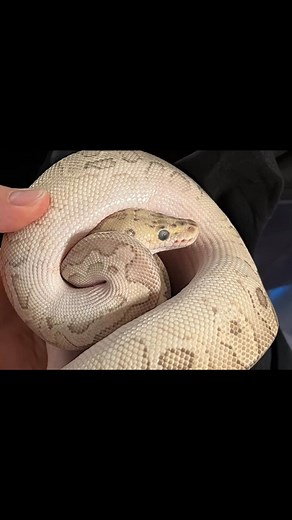 New Things Comin Up! Huge Thanks to: @largemargemorphs @bullpython44 @sugar_skull_serpents @ball.brilliance @flawlessexoticcreations #ballpython #ballpythons #ballpythonsofinstagram #royalpythons #reptiles #snake #clown #hypo #desertghost #tskaxanthic #pied #cryptic #crypton #recessive #family #familybusiness #passion #thefutureisbright #dreams #goals #puttinginthework #exoticpets #audaciousballpythons #gettingbold #gettingoutthere #gettingseen | Stephanie Galvin Marihugh