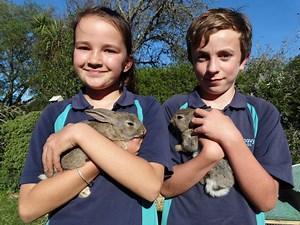 Rabbits back after theft