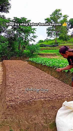 How to Grow Bayam (Spinach) for Millennial Farmers