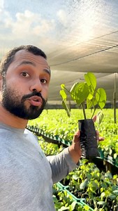 79 reactions | VARIEDADES DE PIMENTA DO REINO!!! Assim como o manga...