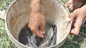 18 reactions | Easy fish trap _ Traditional Catch Fish With Hook &...