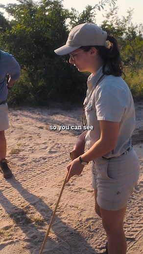 Alizee doing her assessment drive found us some epic elephant tracks and gave us her interpretation #elephant #limpopo #safariguide #thisissouthafrica | Bushwise