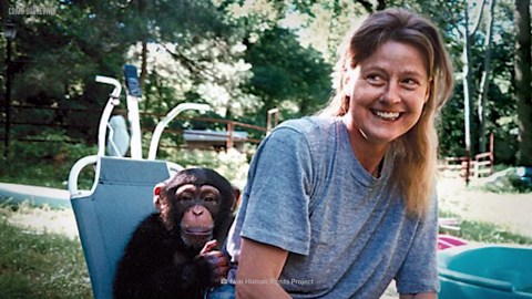 Este 100kg Chimpancé Le Arrancó la Cara - Y De Alguna Manera Sobrevivió