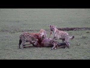 Hyena eats Wildebeast alive