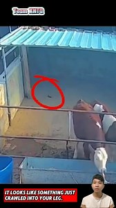 664K views · 2.9K reactions | Con chuột xấu số ăn ngay một cú đá của con bò | Animal Review | Facebook