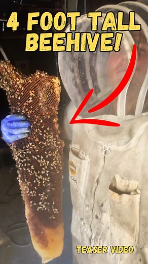 *Teaser Video* Man that hive was HUGE! How old do you think this...