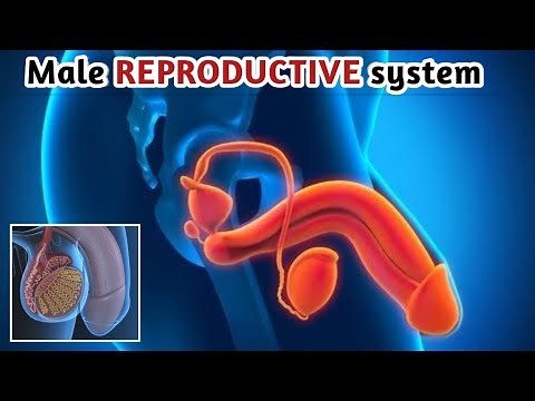 The Male Reproductive System