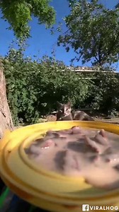 2.4K views · 98 reactions | Cat Meals On RC Wheels! | Pawsome Stories | Facebook