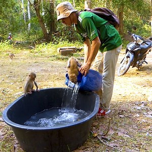 5.8K views · 157 reactions | Hot Day Kindness Man Bring Water For All Baby Monkeys Drink & Swim - They're Really Enjoy With Water | Baby Lion | Facebook