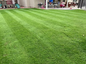 Mowing newly planted PRG with reel mower