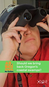 The coastlines of Oregon and Washington take many different forms: sandy beaches, rocky headlands, marshy flats, and swampy tidal forests of salt-tolerant Sitka spruce. These tidal swamps were once the primary type of coastal wetland in Oregon, but development since European settlement has destroyed more than 90% of that original habitat. The loss has been consequential ecologically (especially for coastal salmon habitat), but a hidden significance of these wetland losses is now coming into focu