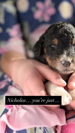 I’m soaking up these beautiful Christmas Standard Poodle Puppies 🥹🥹🥹. Nicholas has grown up so much in the last week! He is a stunning boy. He is parti and phantom! Not a combination that you see every day! Standard poodle puppies are so fun to raise, you can see the echos of the poise they’ll carry one day - but for now they’re just so cute. 🥰🥰 #standardpoodle #partipoodle #phantompoodle #poodlepuppies #poodlepuppy | Above Standard Poodles