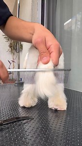 1.8M views · 44K reactions | Maltés grooming completo ✂️ Proceso real de peluquería canina paso a paso: zona higiénica, corte de uñas, patitas, cuerpo y carita  Un trabajo comercial con máquina y tijeras, con los números de las peinetas que usé. Hago esto para groomers, estudiantes de peluquería canina y tutores de perros Maltés. #Maltés #MalteseGrooming #DogGrooming #PeluqueríaCanina #groomertips | Groomista | Facebook